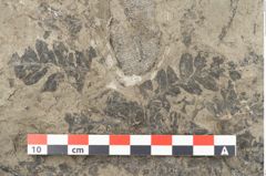 Foto (Detailansicht) von Lycopodites palaeoselaginella Ettingshausen (NHMW-GEO-2024-0188-10340b)